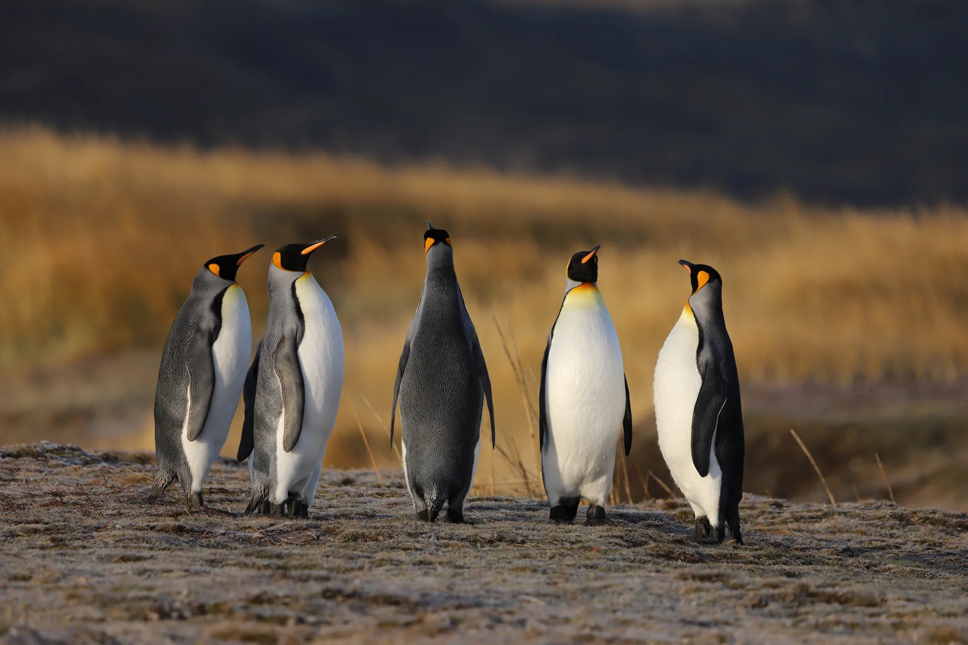 Reserva Natural Pingüino Rey